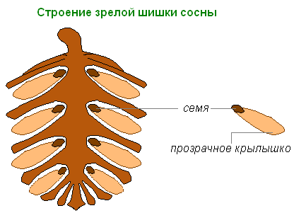 answer img