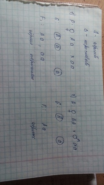 answer img