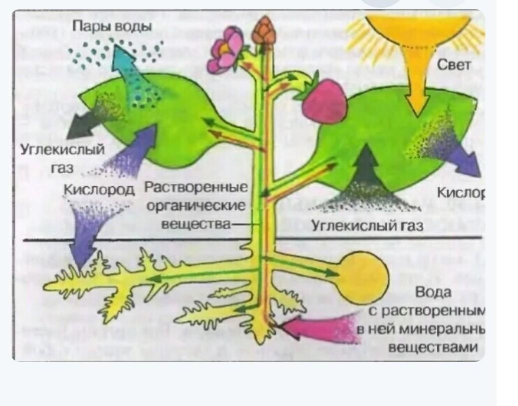 Распад растений. Обмен веществ у растений. Растение целостный организм. Процесс обмена веществ у растений. Взаимосвязь органов растения.