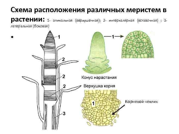 answer img