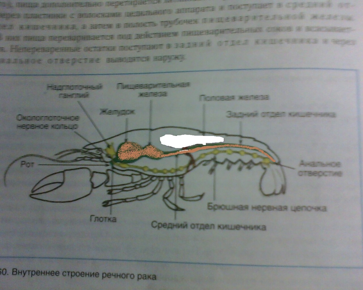 answer img