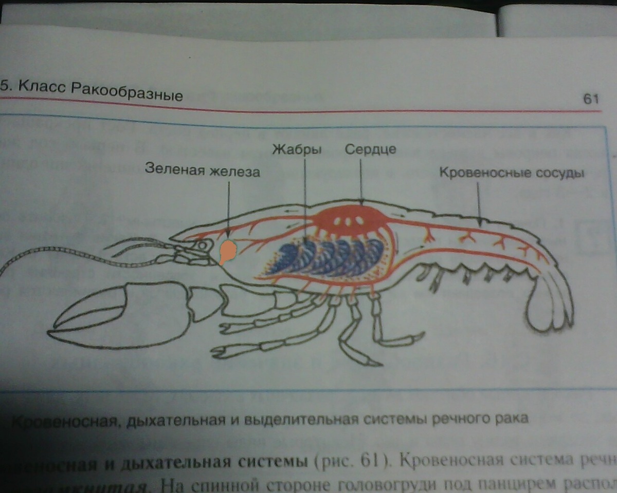 answer img