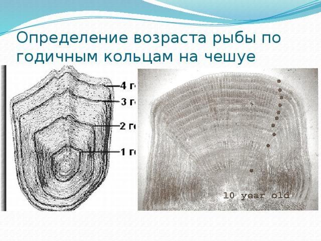 answer img