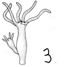 answer img