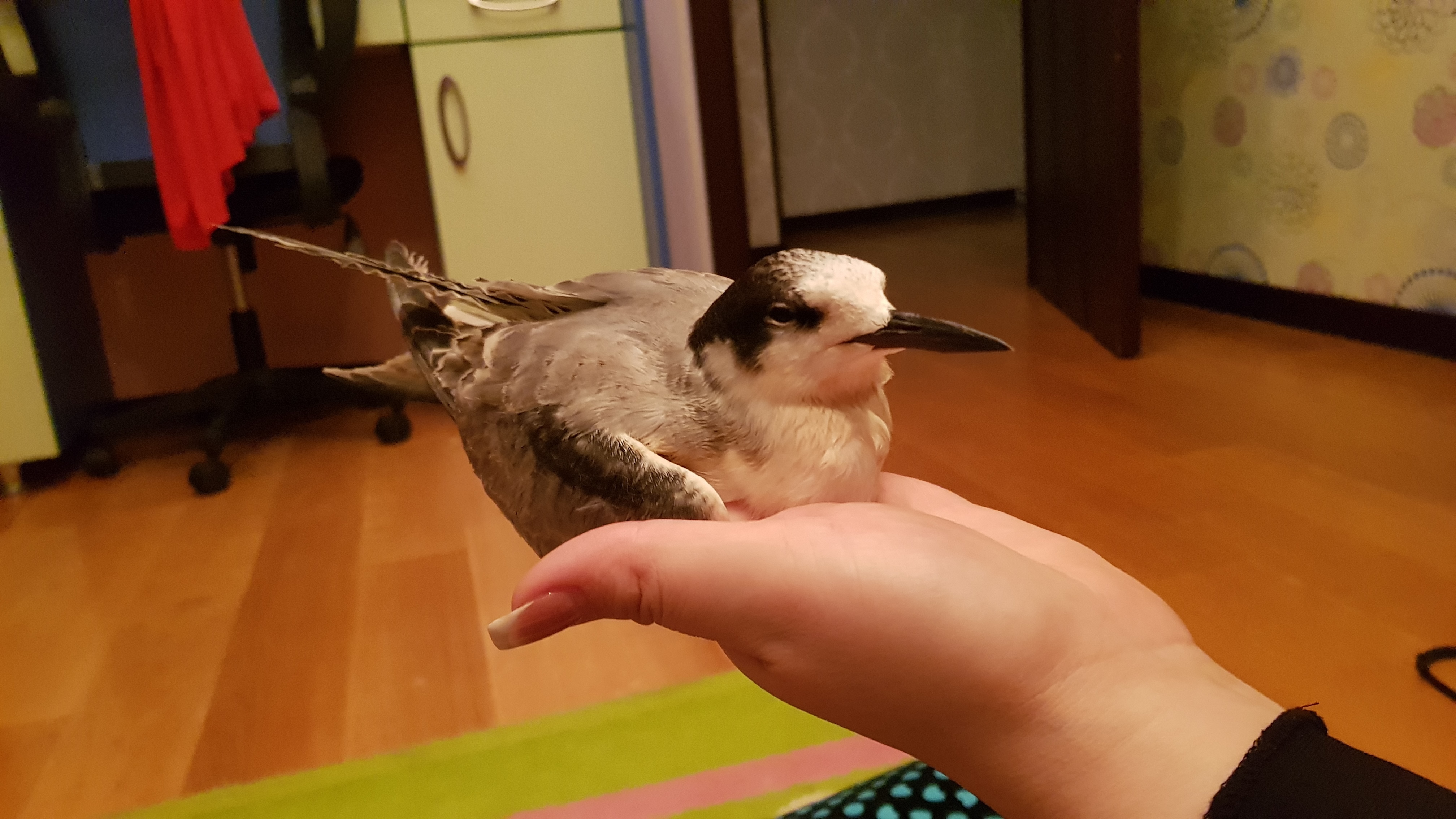 question img