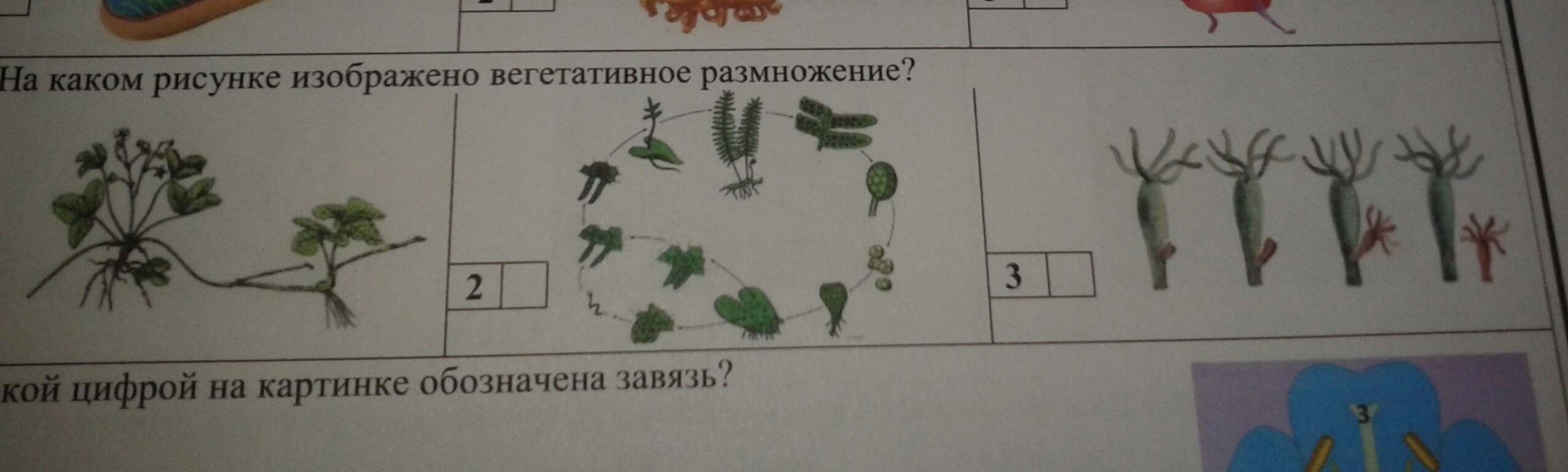 question img