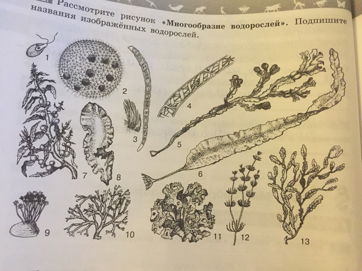 Схема разнообразие водорослей