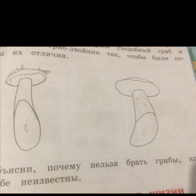 Заполни таблицу названия грибов двойников Прочитайте описание Грибов двойников в учебнике на странице 114 раскрась съедобн