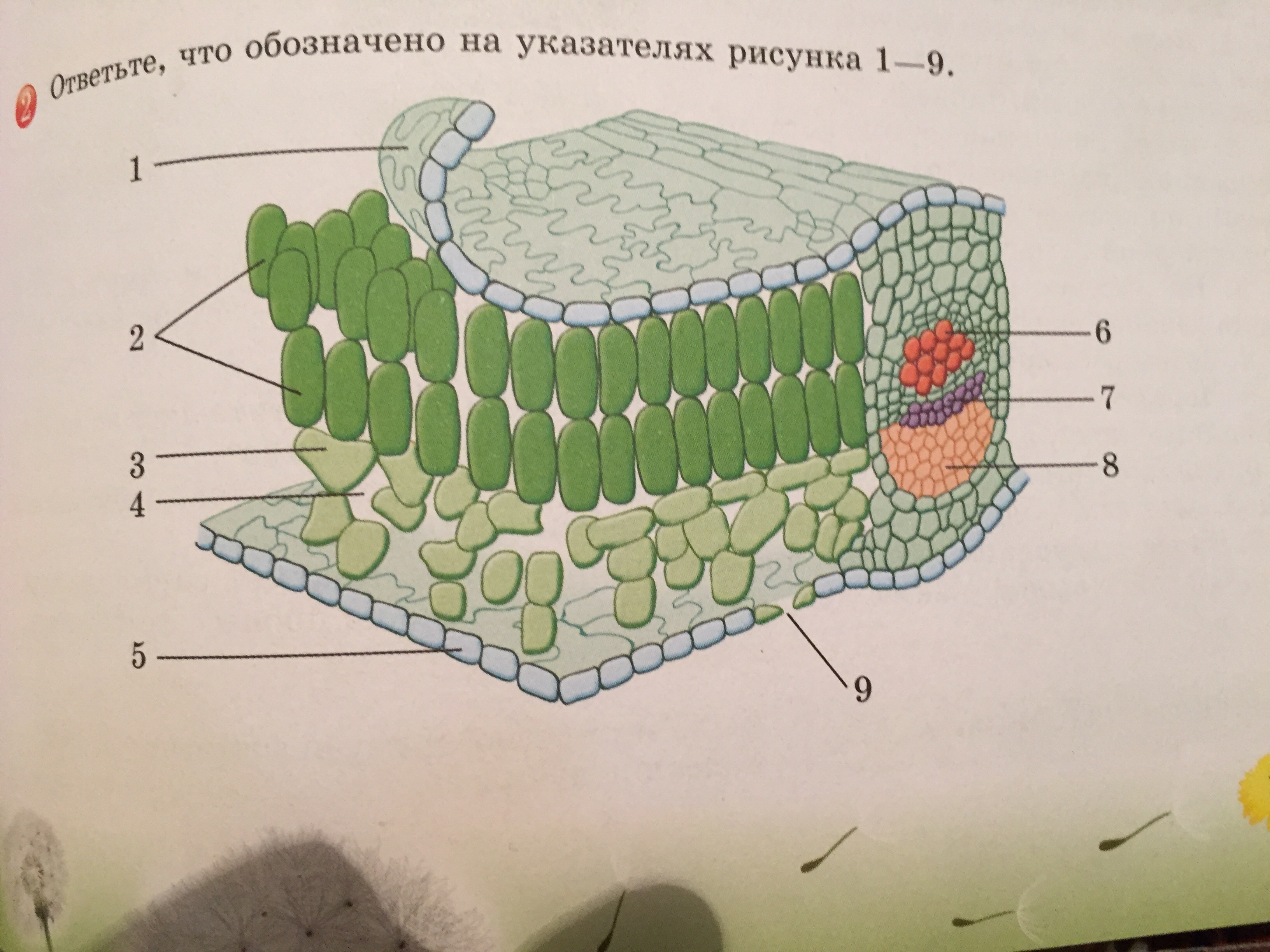 question img